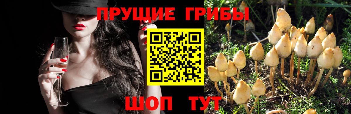 Галлюциногенные грибы мицелий  Псилоцибиновые грибы MAGIC MUSHROOMS  где продают наркотики  Вход с VPN  Светлоград 